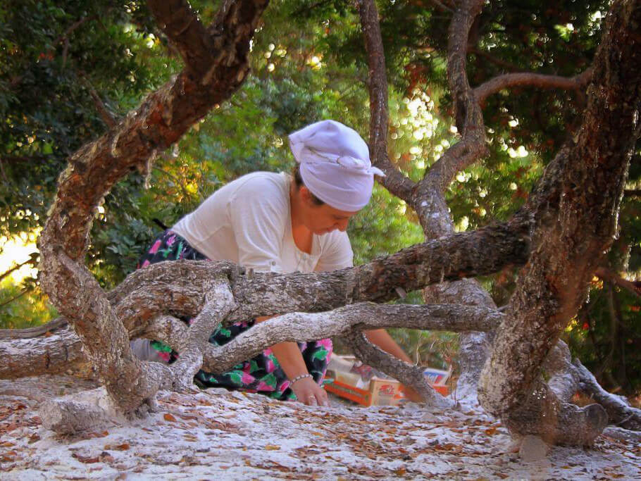 Mastiha harvesting