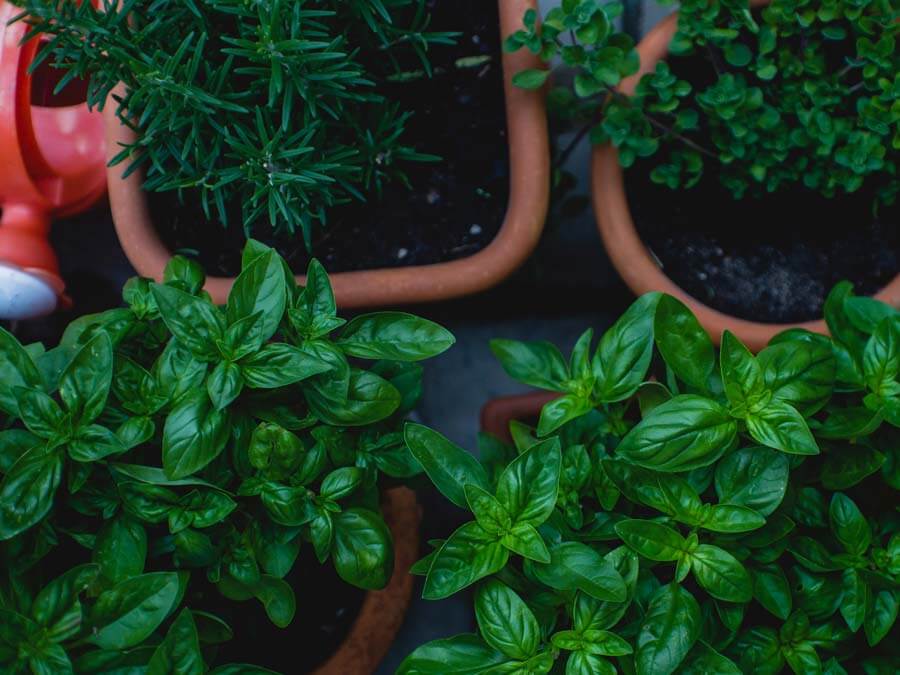 Greek herbs